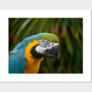 Blue and Gold Macaw Parrot Posters and Art